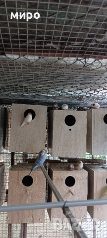 Зеброви Амадини !, снимка 11 - Амадини - 51553461