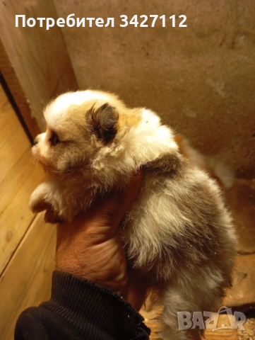 Померанчета , снимка 8 - Померан - 50756282