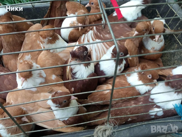 Гълъби Чирпански 