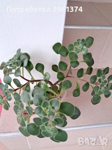 Дърво на парите