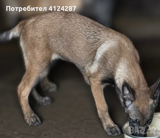 Белгийска овчарка-малиноа