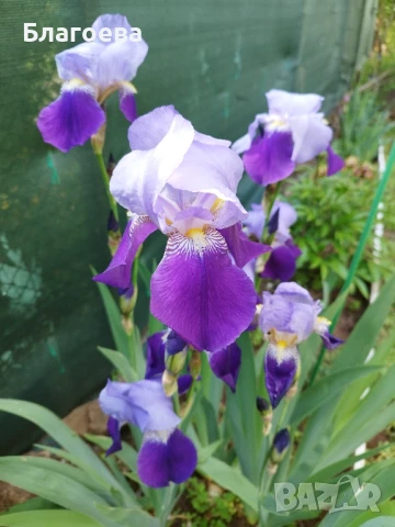 Ириси комплект от 6 броя грудки цвят лилав 