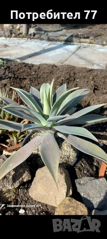 Мангаве/Mangave/ lavender lady, снимка 2 - Стайни растения - 54086857