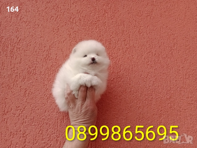 Померани. Реални снимки от 29.03.26 г. 