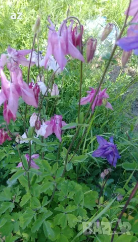 камбанки, снимка 9 - Разсади - 49673367