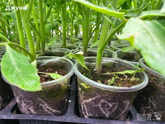 Разсад домати , снимка 6 - Разсади - 54163916