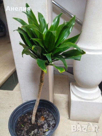 Драцена компакта, снимка 4 - Стайни растения - 52525919