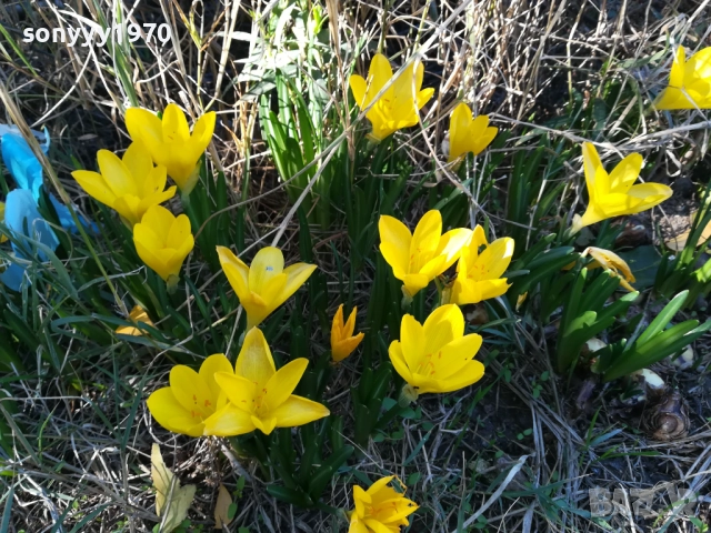 ГРЪМ ОТ ГРАДИНСКИ ЦВЕТЯ ЗА ЦЯЛА ЛЕХА 25ЛВ 1910251933, снимка 5 - Градински цветя и растения - 52109825