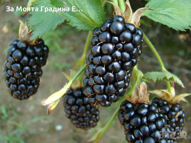 Къпина - Честър 