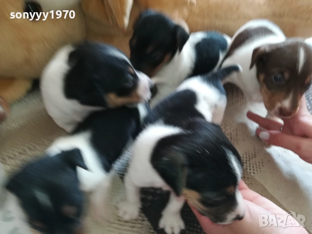 ДЖАК РЪСЕЛ-250ЛВ ЗА КУТРЕ 2409251049, снимка 3 - Джак ръсел териер - 51817566