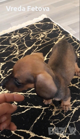 чистокръвни мини дакелчета, снимка 4 - Дакели - 53040336