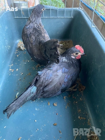 Чифт джинки