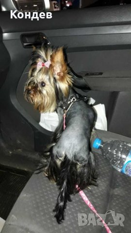йорки / йоркита * Оферта* , снимка 10 - Йоркширски териер - 21710481