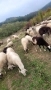 Продават се овце и шилета., снимка 7
