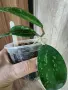 Хоя Sp. Vietnam AH 001, снимка 1