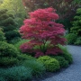 🌿💞🌱 Японски клен ‘Atropurpureum’ (Acer palmatum Atropurpureum), снимка 3