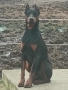 Доберманчета, снимка 6