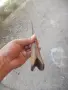 стар български нож, снимка 9