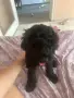 Лагото романьоло, снимка 1