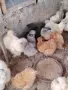 Продавам яйца за лупене. , снимка 2