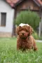 Той пудел Toy poodle, снимка 15