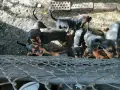 БАЛКАНСКИ ГОНЧЕТА, снимка 4