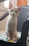 Подарява се котенце, снимка 1