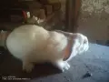 Зайци домашни различни видове, снимка 4