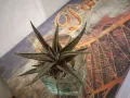 екзотично растение, снимка 2