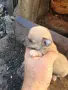 малки пинчерчета, снимка 1