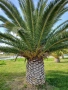 семена от канарска финикова палма , снимка 2