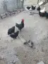 Петел черен австрилоп., снимка 2