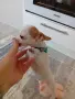 чихуахуа мини мъжки 4мец., снимка 6