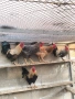 Продавам петли за клане за Петльовден или за разплод, снимка 2