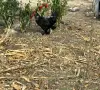 продавам петли., снимка 6