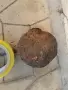 СТАРО АНТИЧНО ГЮЛЕ 1/2 1908261059, снимка 3