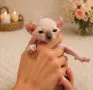 Канадски сфинкс и елф, снимка 3