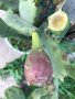 Смокиня индийска, Кактус опунция, Opuntia ficus-indica Etna, екзотични,овощни, снимка 9