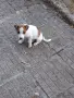 Кучета джак ръсел, снимка 7
