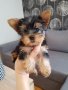 Йоркширски териер йорки момченца и момиченца, снимка 4