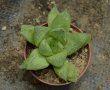 Хавортия (Haworthia × cuspidata)