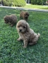 Мини пудели / Mini Poodles, снимка 12