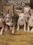 American Bully XL, снимка 2