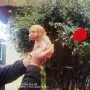 Продава се мини Пудели, снимка 1