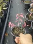 Oгнен храст - Euonymus alatus ​ Студоустойчив , снимка 9
