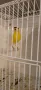 продавам канари , снимка 6