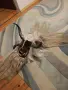 Кукерски маски..., снимка 3