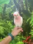 Какаду инка женска, снимка 2