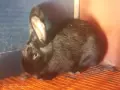 Зайци домашни различни видове, снимка 6