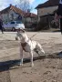продавам малки питбулчета, снимка 1